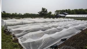 China #2021 new material UV anti Insect Net wholesale