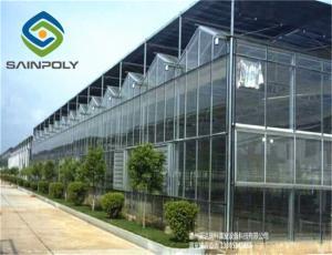 China Plastic Film Commercial Glass Greenhouse For Strawberry Tomato Lettuce wholesale