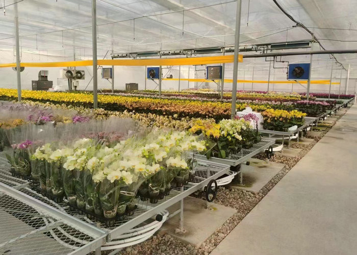 Automatic Control Intelligent Agricultural Glass Greenhouse For Sale Farm Cooling Shading Irrigation System