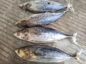 China A Grade Whole Round 3.4kg IQF Frozen Skipjack Tuna wholesale