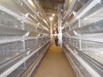 9 Tiers Poultry Battery Layer Chicken Cage Hopper Feeding
