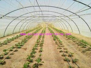 China 1.67g/m Industrial Split Film Poly Baler Twine Raw White Color For Tomato Tree wholesale