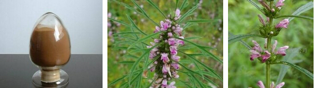 Hot sale Motherwort herb extract/Stachydrine hydrochloride 98%/Leonurus sibiricus powder/Diuretic plant extract