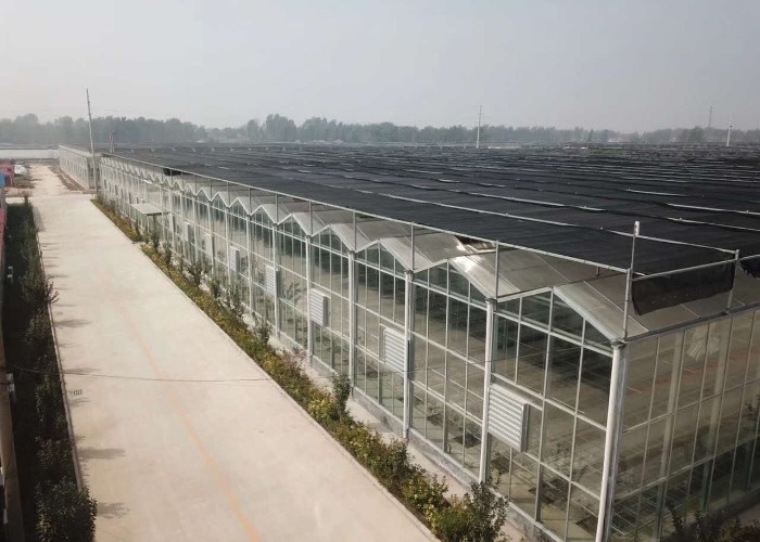 6x10 6ft X 4ft Intelligent Commercial Agricultural Glass Greenhouse For Flowers Potatoes Peppers
