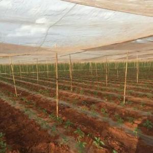 China HDPE 5000S Agriculture Insect Net 50m 100m UV Resistant wholesale