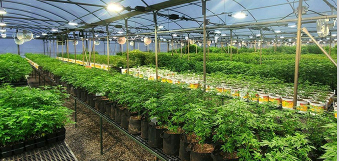 Bufferfly 340W Full Spectrum LED Grow Lights Smart Slim Design For Home And Hobby Growers