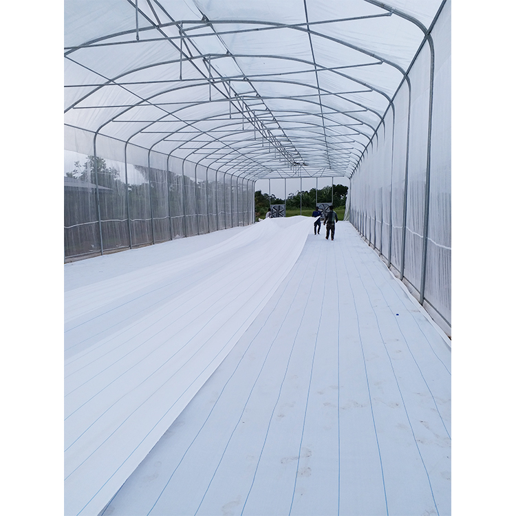 5 Meter Shoulder Tropical Agricultural Greenhouse Umbrella Roof Vent Single Span Greenhouse