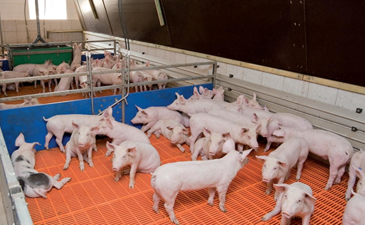 Customizable Livestock Farm Equipment PVC Panel Weaning Piglet Nursery Crate