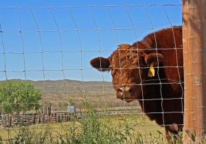 China 5 6 7 8ft Knot Field Fence wholesale