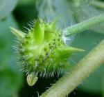 100% natural Tribulus Terrestris Extract , Reducing the blood pressure, anti