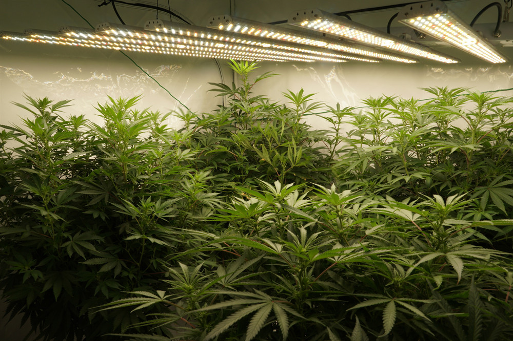 Manual dimmable Commercial LED Grow Lights Module design 2.7 μmol/J
