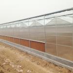 Multi-Span Agricultural Greenhouses for Sustainable Fruits and Vegetables