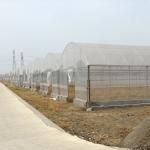 High Tunnel Pe Film Multi Span Greenhouse Automatic Control Agriculture