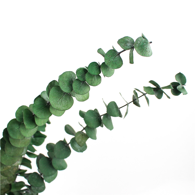 Long Lasting Dried Eucalyptus Leaves , Dried Eucalyptus Decor Eternal Life