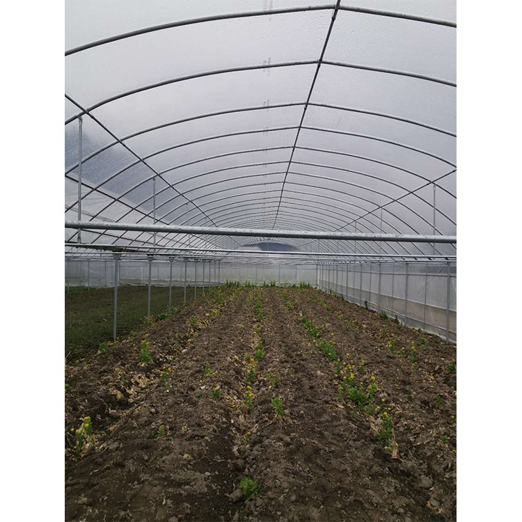 Film Cover Multi Span Greenhouse 5m Roof Height For Vegetables And Fruits