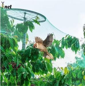 China 7GSM Bird Proof Net Green Bird Proof Netting For Fruit Trees wholesale