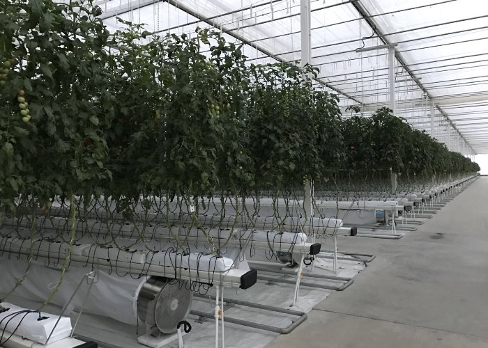 Agriculture Polycarbonate Sheet Greenhouse For Tomato Farming
