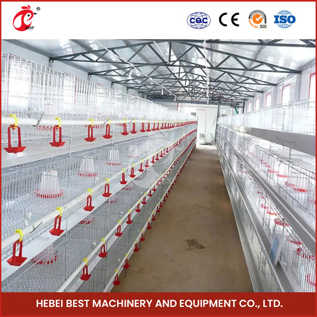 Full Automatic System Pullet Cage With Hot Deep Galvanization H Type Shape Emily