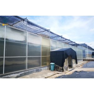 China Multi-Span Polycarbonate Greenhouse With Durable Easy Maintenance wholesale