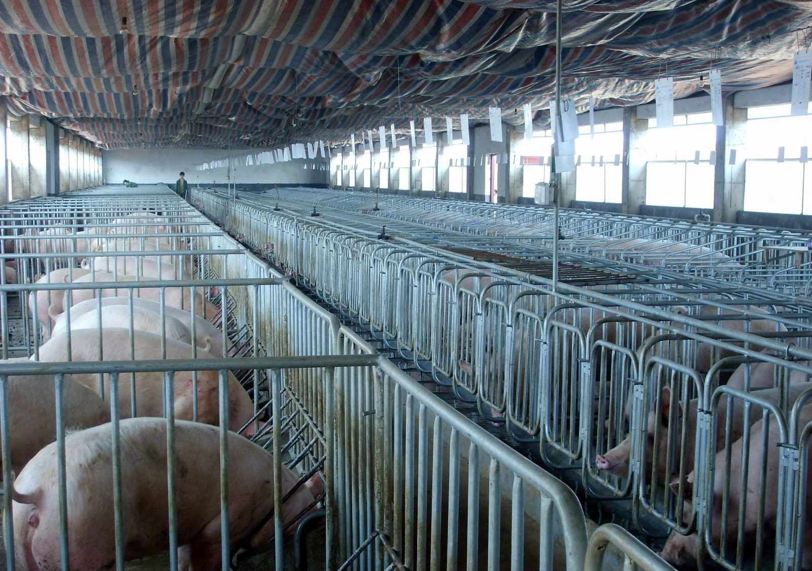 1000Cows Livestock Farming Equipment Farm Machinery Galvanized