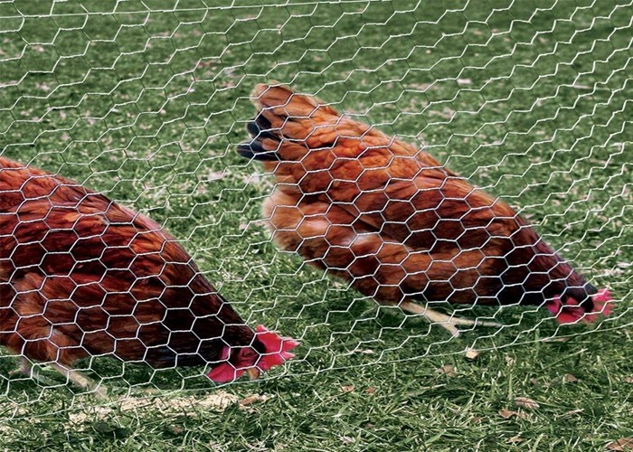 Double Twisted Hexagonal Wire Mesh 0.5-5.0mm Galvanised Chicken Wire Mesh