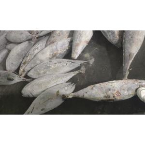 China Sea Frozen Whole Round BQF Size 5kg 10kg Yellowfin Fresh Frozen Tuna Purse Seine wholesale