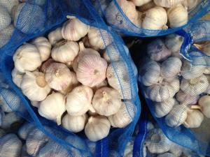 China Garlic to Ecuador wholesale