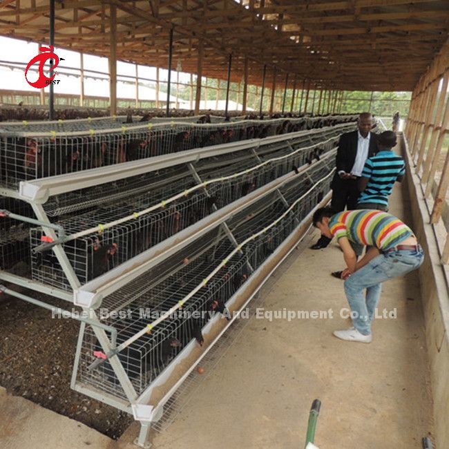 120 Birds 200 Birds Capacity Poultry Battery Cage System For Layers Broilers Chicks Star