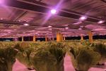 ETL 120W Quantum Board Led Grow Lights For Greenhouse