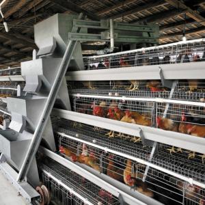 China 10000 Layers Battery Chicken Cage Automatic Drinking wholesale