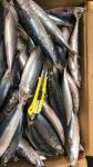 BQF Sea Frozen Mackerel Fish , 40 - 60pcs/ctn Frozen Fishing Bait