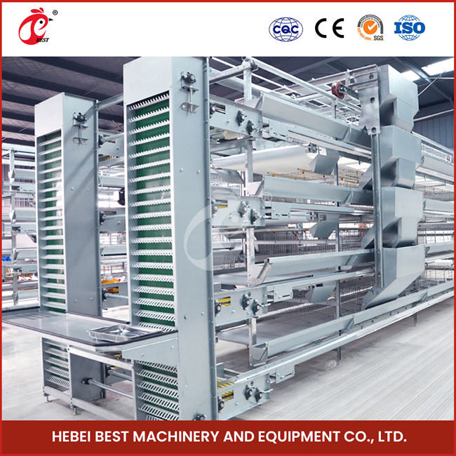 Automatic Poultry Farm Equipment With Automatic Feeding System Rose