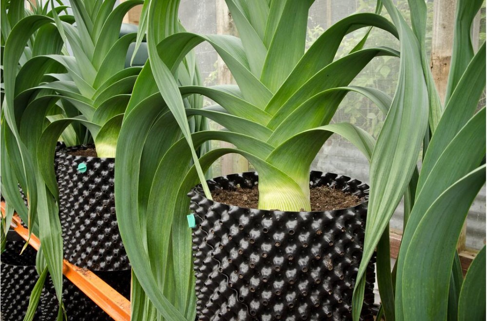 Convenient and eco-friendly pruning container root pot for wholesales