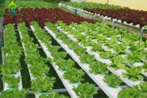 China Nontoxic PVC Soilless Culture System Vertical Hydroponic Growing Irrigation Equipment wholesale