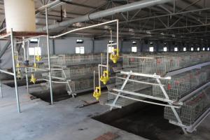China Farming Coop Chick Rearing Cage Animal Husbandry Equipment wholesale