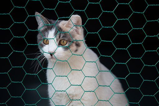 Factory Price Anti-rust diameter 0.4-1.5mm Galvanized Hexagonal Mesh Chicken Wire Garden Fence For Farm Fence
