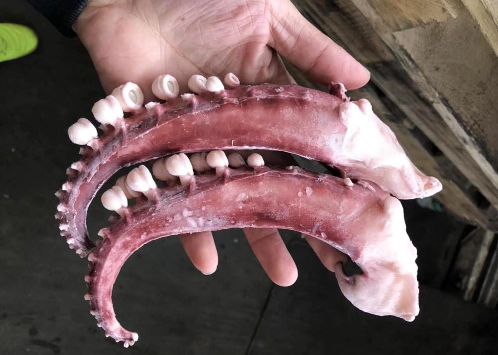 seasoned squid tentacle chemical off white color no additives forzen squid rings with EU standard IQF