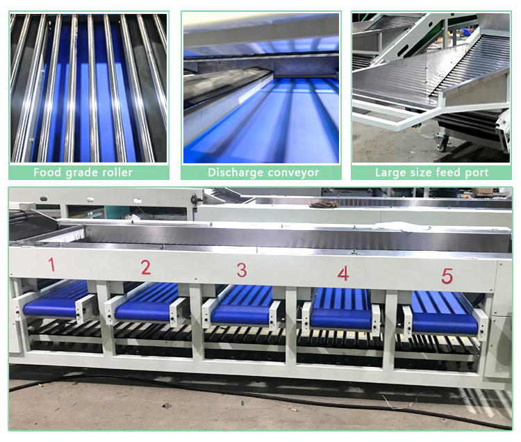 Fruit Weight Selecting Fruit Vegetable Processing Machine For Grading Sorting Fruit