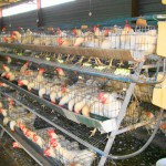 layer cages for chickens south africa