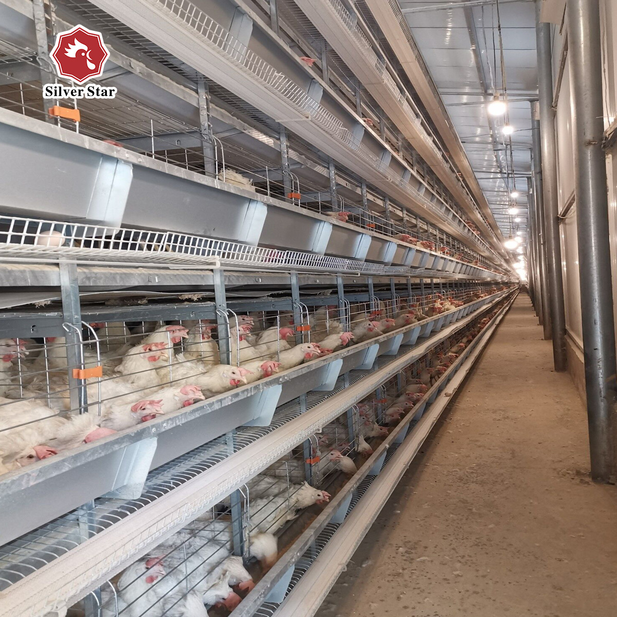 H Type Full Automatic Egg Layer Chicken Cage Hot Dip Galvanized Material