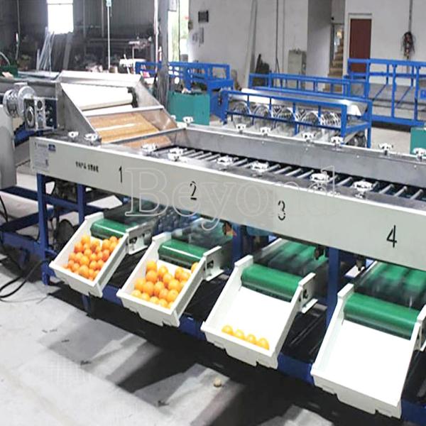 Automatic Mango Washing Waxing Grading Machine For Fruit Processing