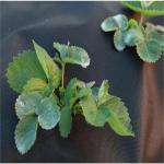 Anti UV Greenhouse 90G Black Weed Barrier