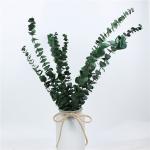 Long Lasting Dried Eucalyptus Leaves , Dried Eucalyptus Decor Eternal Life