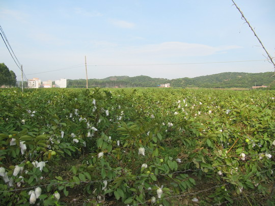 Guava growing bag machine