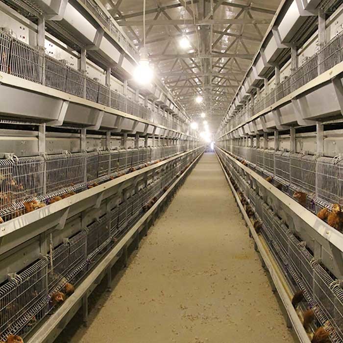 H Type 4 Tier Modern Poultry Cages , 120CM Easy To Install Building Chicken Cages