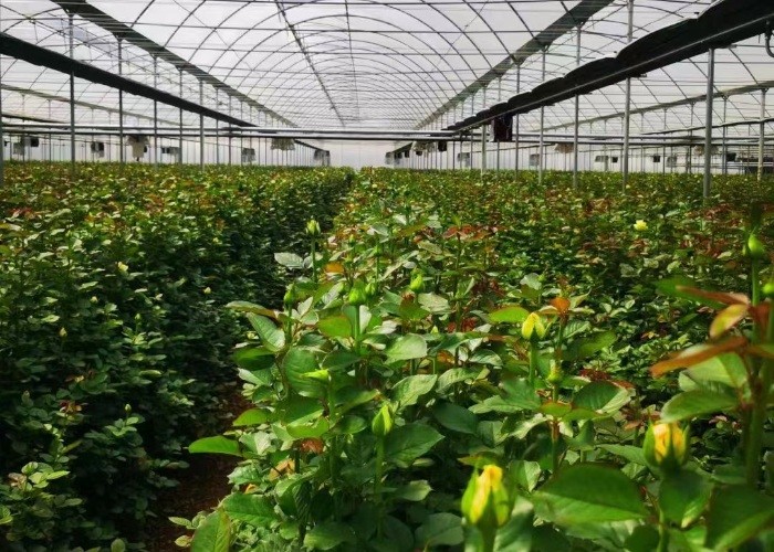 150-200micro Plastic Film Greenhouse Four Seasons With Whole System Flowers Vegetables Plants