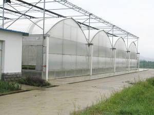 China Double Layer Dutch Bucket Commercial Hydroponic Greenhouse For Tomato Planting wholesale
