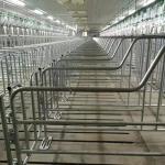 2.5mm tube Sow Raising Pig Gestation Crate