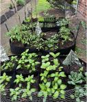 Fabric Raised Garden Bed 6x3x1ft Garden Grow Bed Bags for Growing Herbs, Flowers