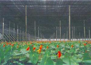 China Agriculture Greenhouse Shade Netting wholesale